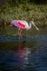 Roseate spoonbills display their bright pink color. Art Print